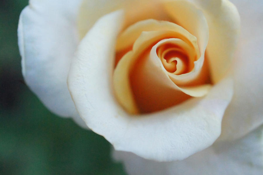 Hazy Rose Photograph by TK Goforth