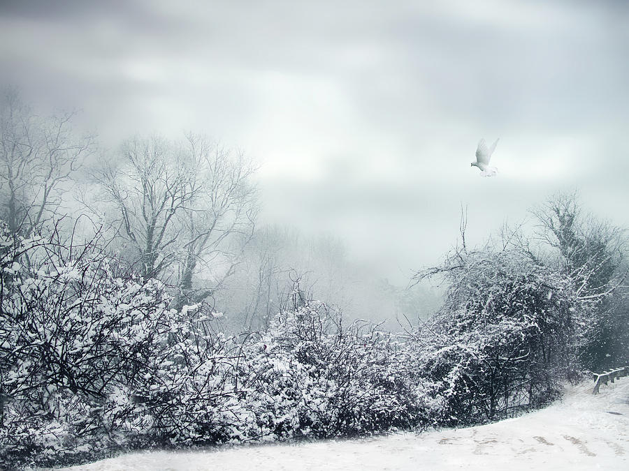 Hazy Shade of Winter Photograph by Jessica Jenney