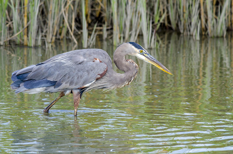 HBSP Great Blue Heron Photograph by Art Spearing - Fine Art America