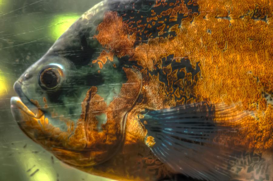 HDR - Fish Photograph by Dem Wolfe