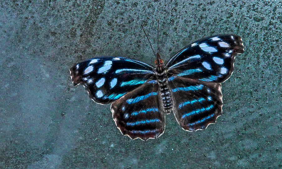 HDR Butterfly Photograph by Elaine Malott