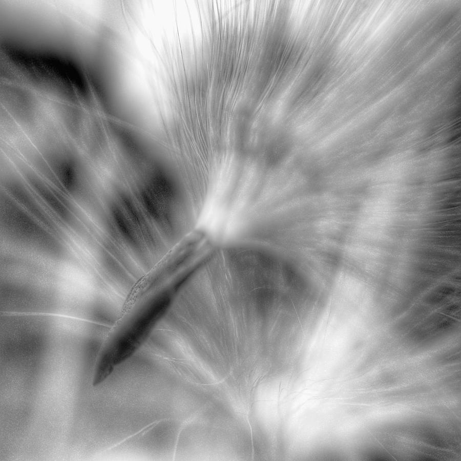 Black And White Photograph - HDR Dandelions by Nikki Watson    McInnes
