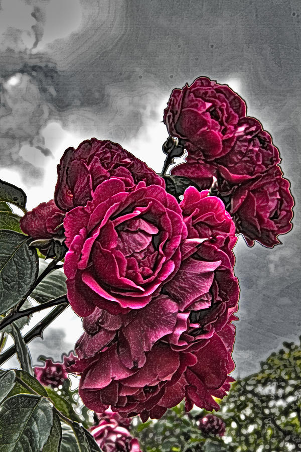 HDR Flowers Photograph by Tom Kelly