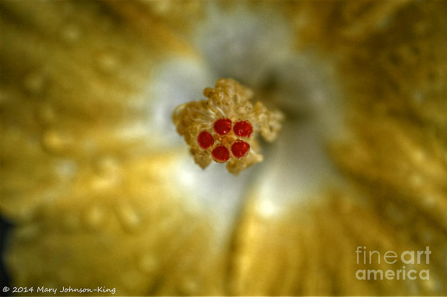 Flower Photograph - HDR Hibiscus by Mary C Johnson
