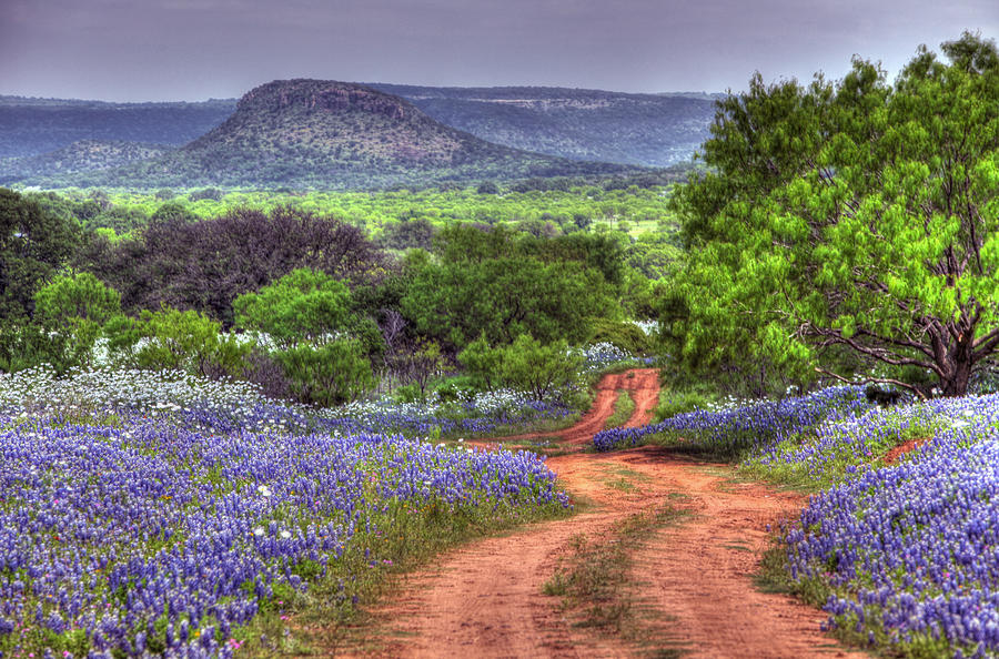 Texas Bluebonnets-004 Photograph by Mark Langford