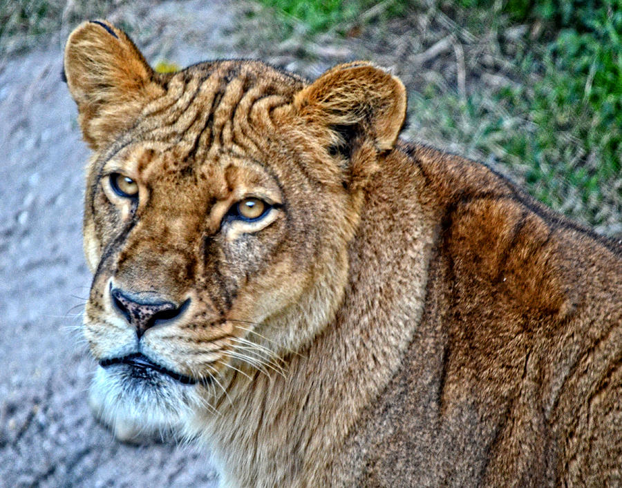 HDR Lioness Stare Photograph by Maggy Marsh