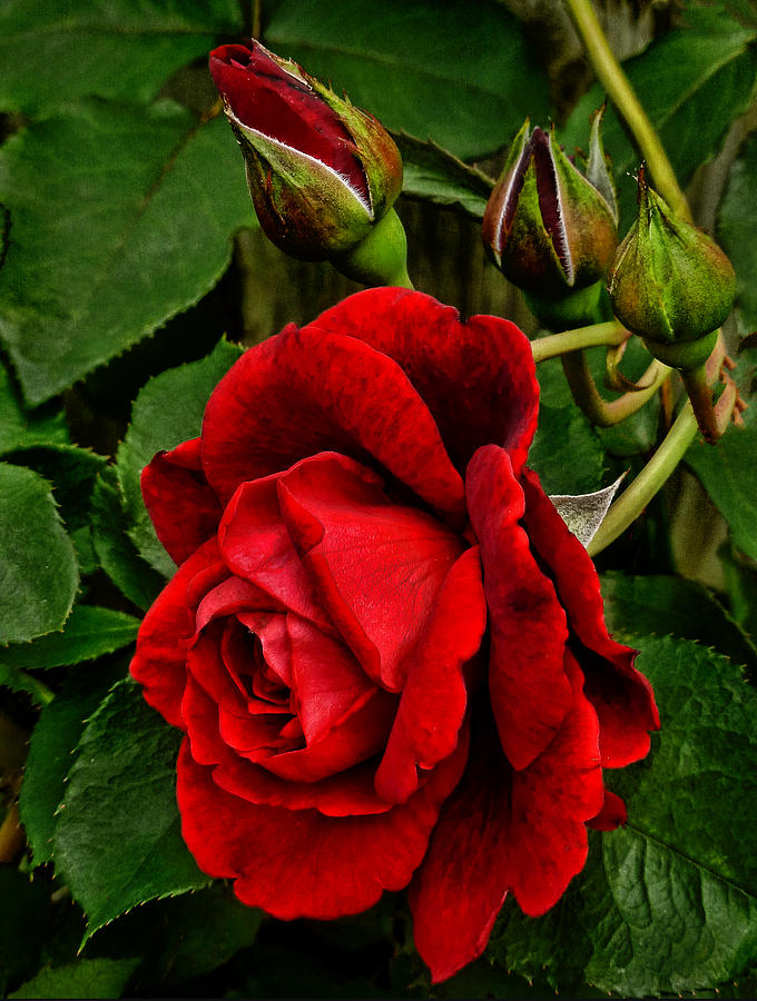 HDR Rose Photograph by Dave Bosse