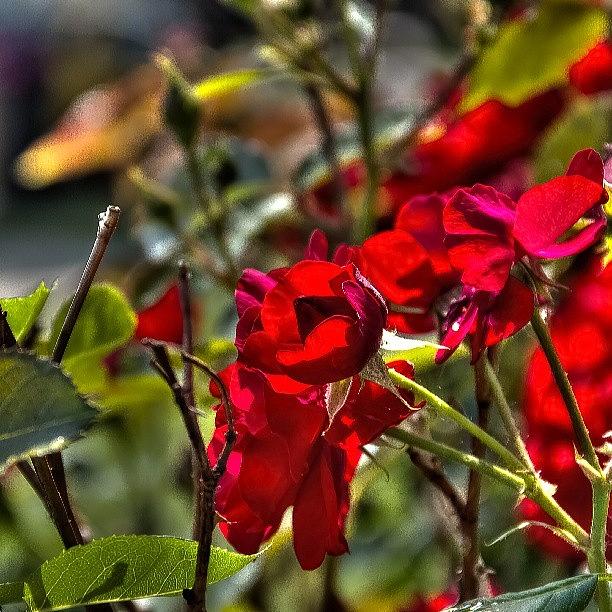 Summer Photograph - #hdr #roses #summer #photography #leaf by Chad Schwartzenberger