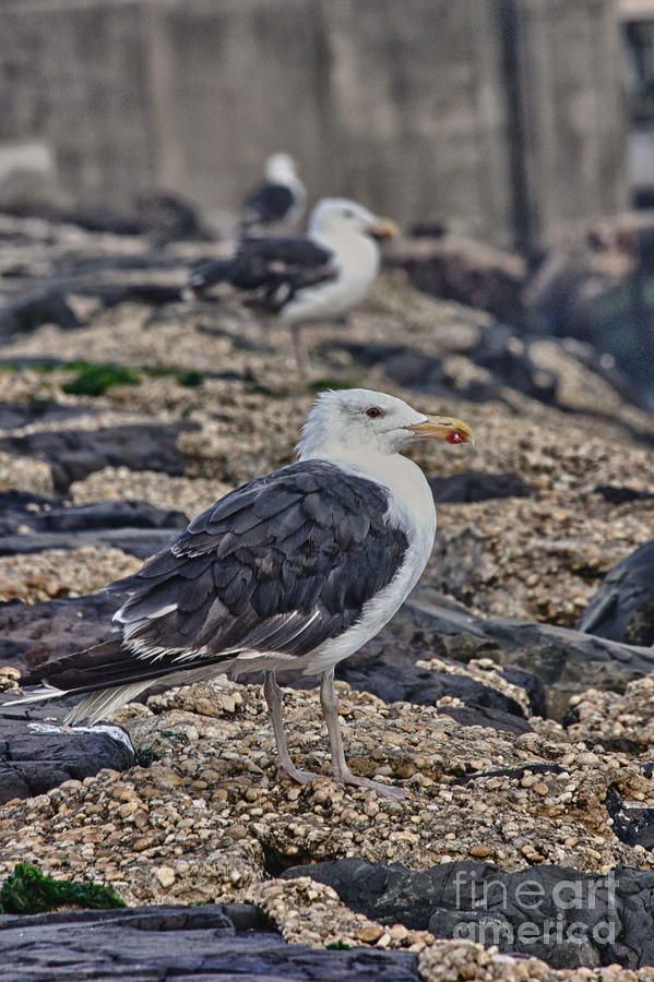 HDR Seagulls Birds Beach Ocean Scenic Nature Nautical Photography Art Gallery Sale Buy Selling Image Photograph by Al Nolan