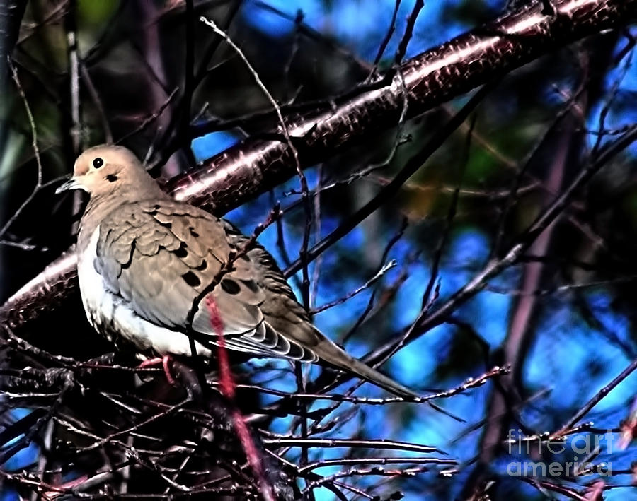 Dove Photograph - HDR Silent Dove by Lesa Fine