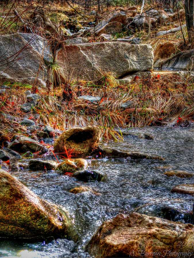 HDR Stream Vegetation Photograph by Aaron Burrows