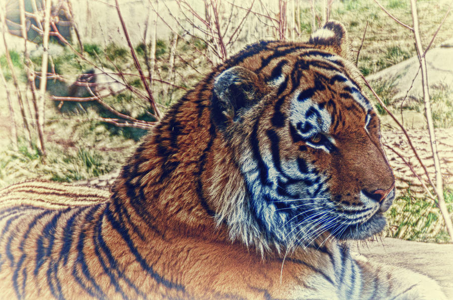 tiger hdr 27.5