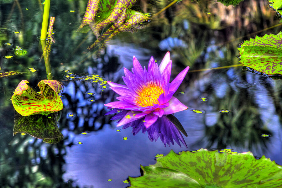 HDR Water Lily Photograph by Joe Myeress
