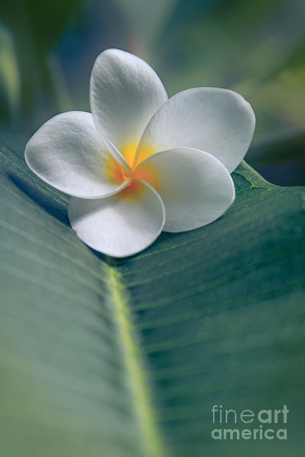 He Aloha no O Waianapanapa - White Tropical Plumeria - Hawaii Photograph by Sharon Mau