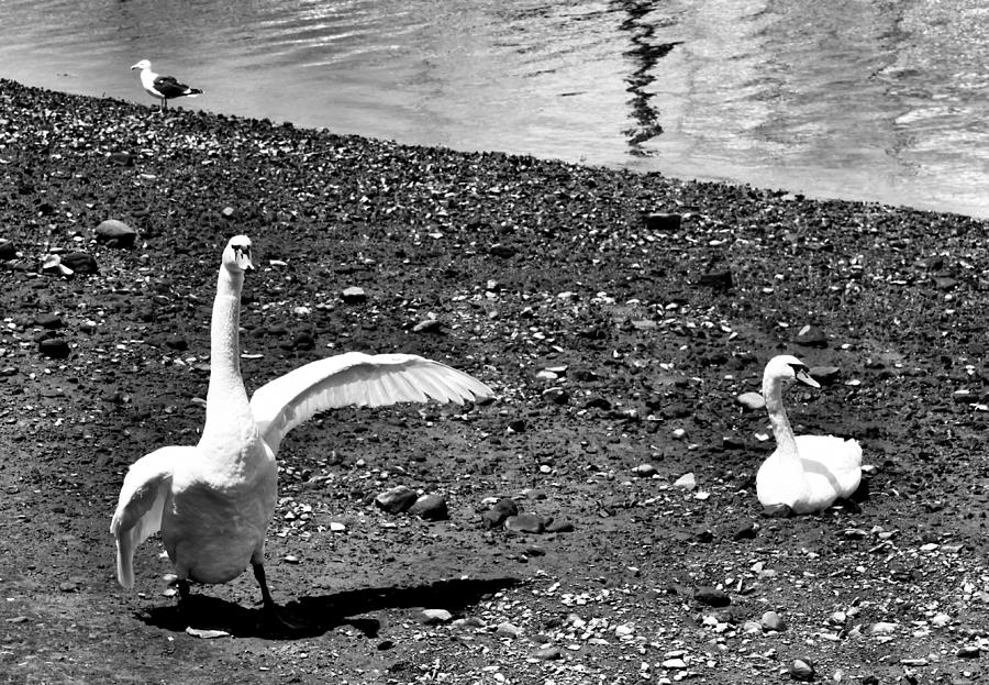 Swan Photograph - He Did It Monochrome by Aurelio Zucco