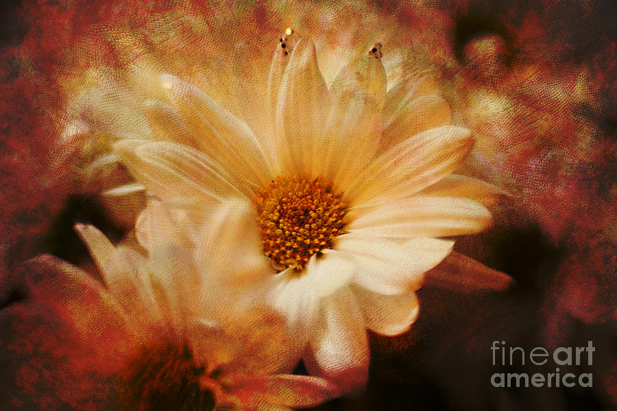 Daisy Photograph - He Loves Me.... by A New Focus Photography
