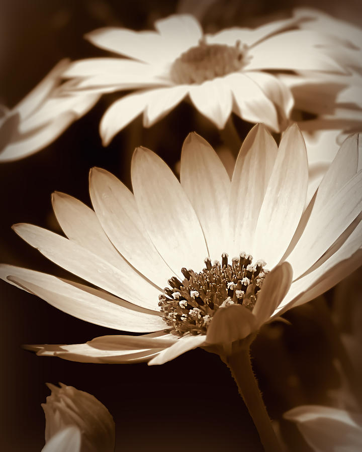 Flower Photograph - He Loves Me He Loves Me Not by Denise Trocio
