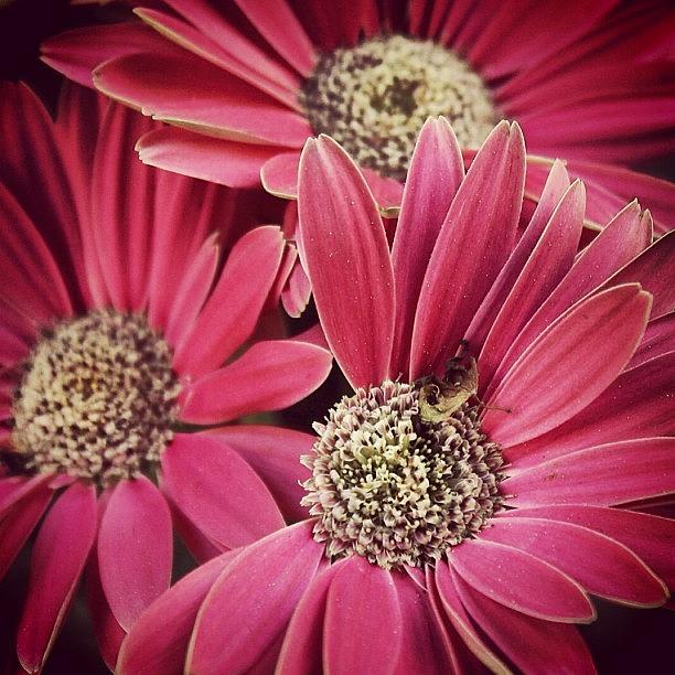 Daisy Photograph - He Loves Me. He Loves Me Not. He Loves by Colleen Paige