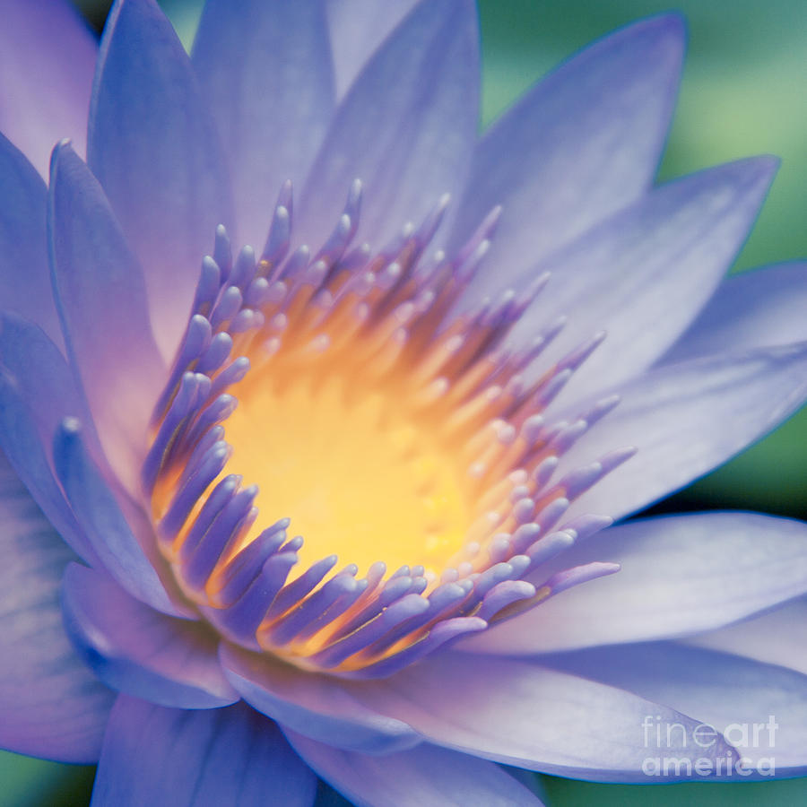 Nature Photograph - He Makana Nau Ke Aloha - Nymphaea stellata - Star Lotus by Sharon Mau