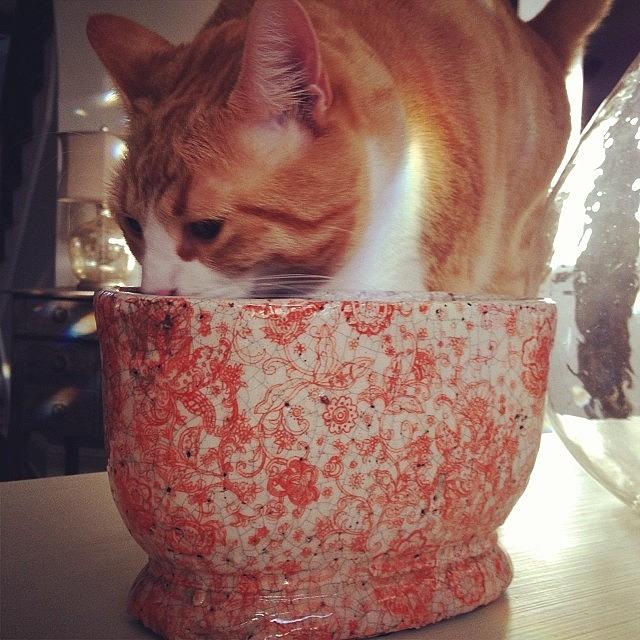 He Thinks He Can Fit In This Vase Photograph by Jessica McDade
