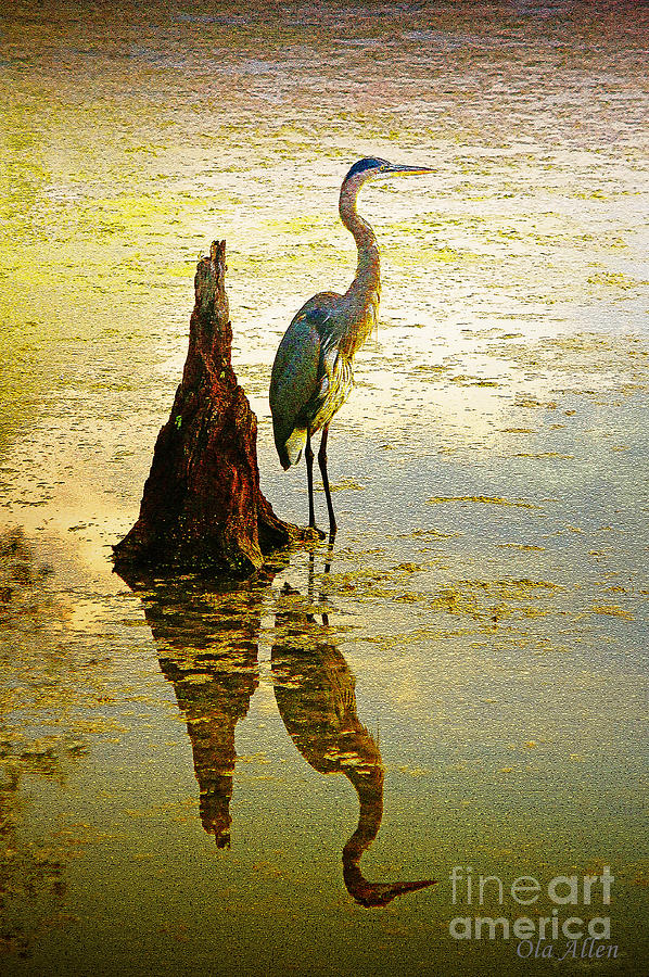 Heron Photograph - He Waits by Ola Allen