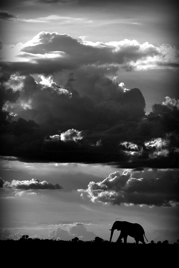 He Walks Under An African Sky Photograph by Wildphotoart