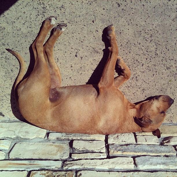 He Was Dreaming And Sun Bathing. Its Photograph by Mackensienoelle Leek