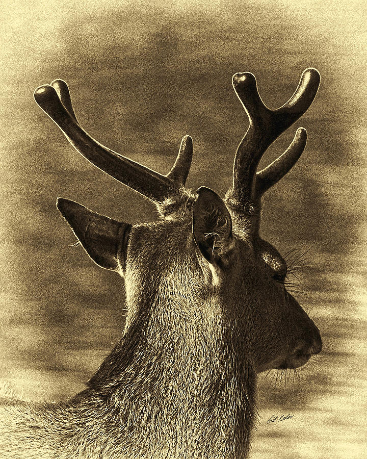 Deer Photograph - He Wore New Velvet by Bill Kesler