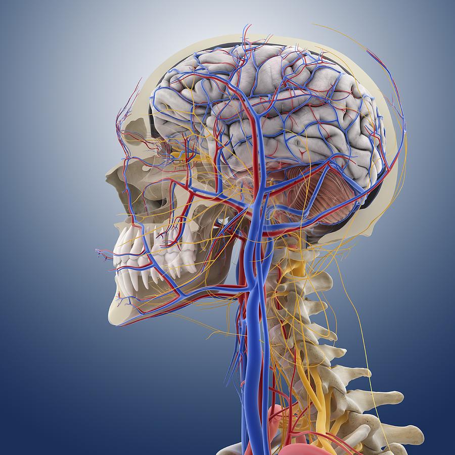 Head And Neck Anatomy Artwork Photograph By Science Photo Library Pixels
