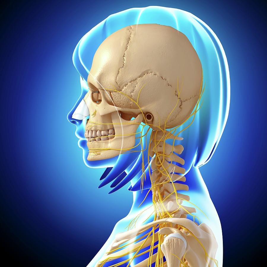 Head And Neck Anatomy Photograph by Pixologicstudioscience Photo Biology Diagrams