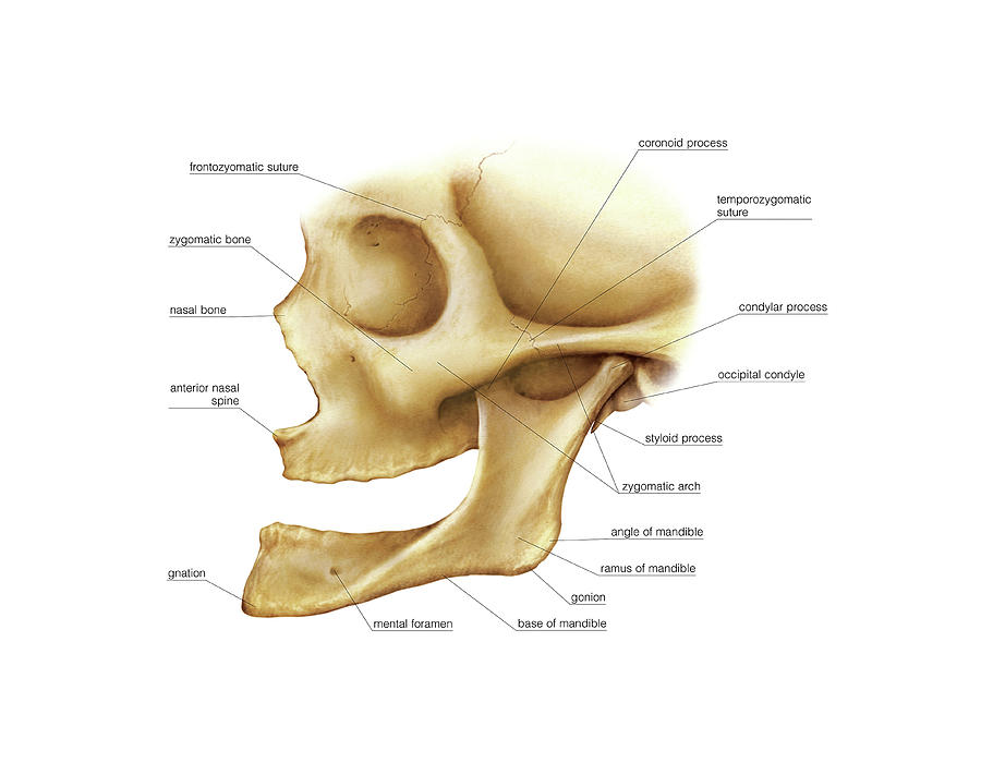 Head And Neck Photograph By Asklepios Medical Atlas Fine Art America