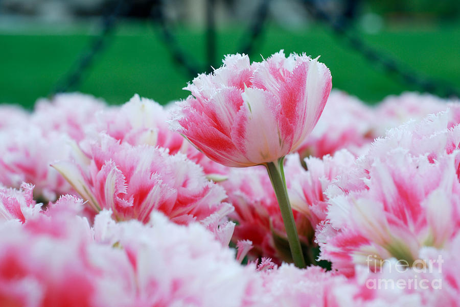 Head And Shoulders Above The Rest Photograph by Lori Kwiatkowski Pixels