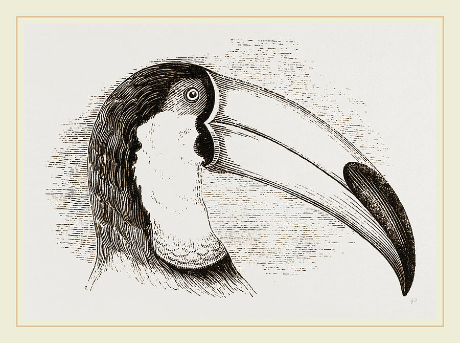 Toucan Drawing - Head And Tongue Of Toucan by Litz Collection
