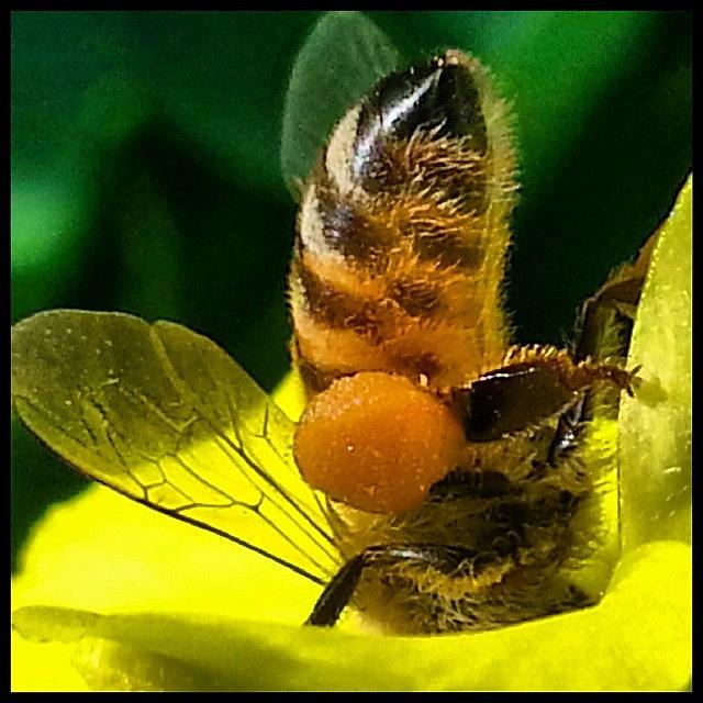 Insects Photograph - Head Deep In Work... #bees #bumblebee by Kevin Previtali