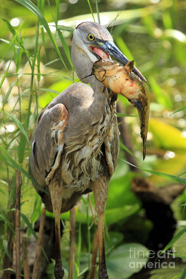 Everglades National Park Photograph - Head First by Adam Jewell