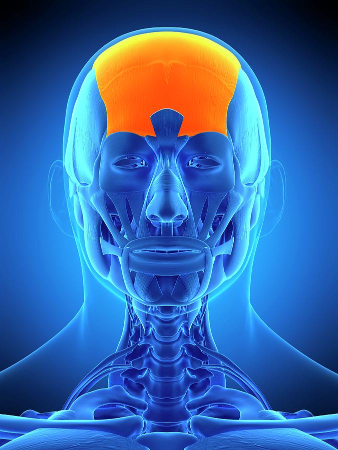 Head Muscle Photograph by Sebastian Kaulitzki/science Photo Library