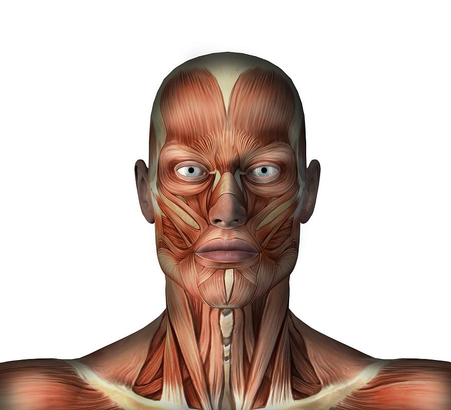 Head musculature, artwork Photograph by Science Photo Library - Fine ...