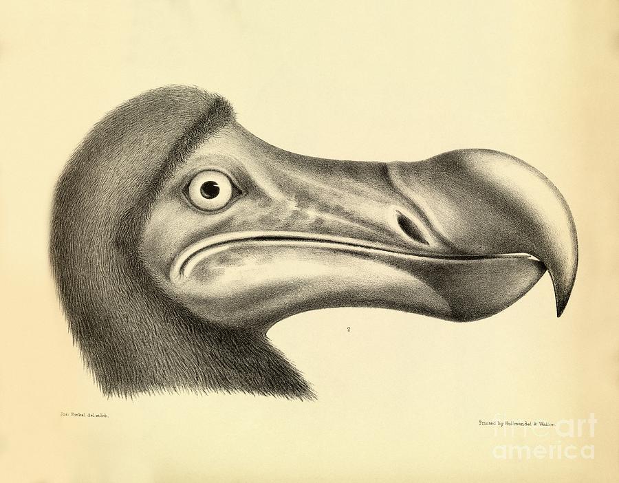 Head Of A Dodo, 1848 Artwork Photograph by Royal Institution Of Great Britain