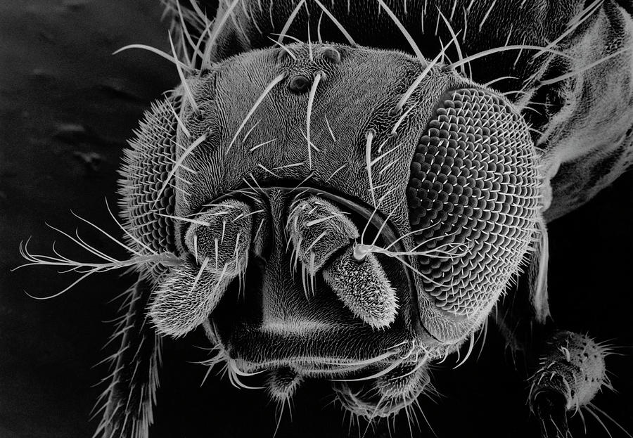 Head Of A Fruit Fly By Dr Jeremy Burgessscience Photo Library