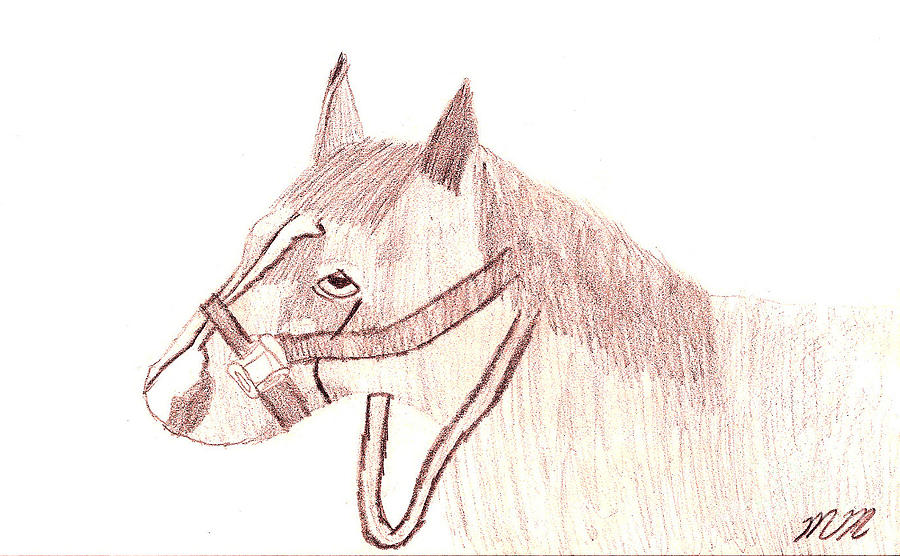 Head of a Horse Drawing by Marissa McAlister