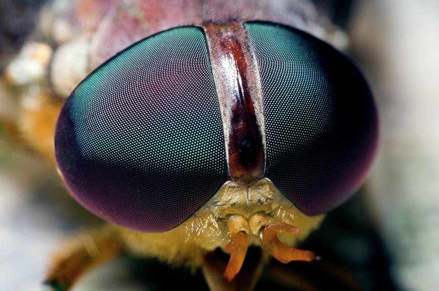 Nature Photograph - Head Of A Horsefly by Sinclair Stammers/science Photo Library