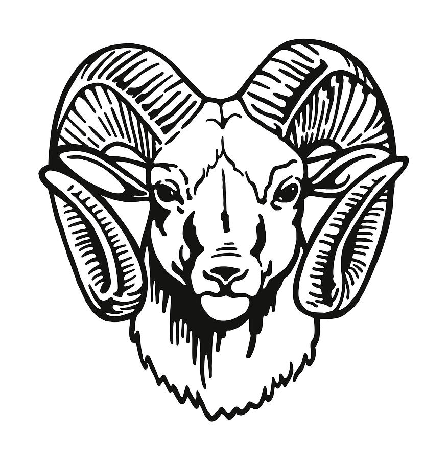 Head of a Ram Drawing by CSA-Archive