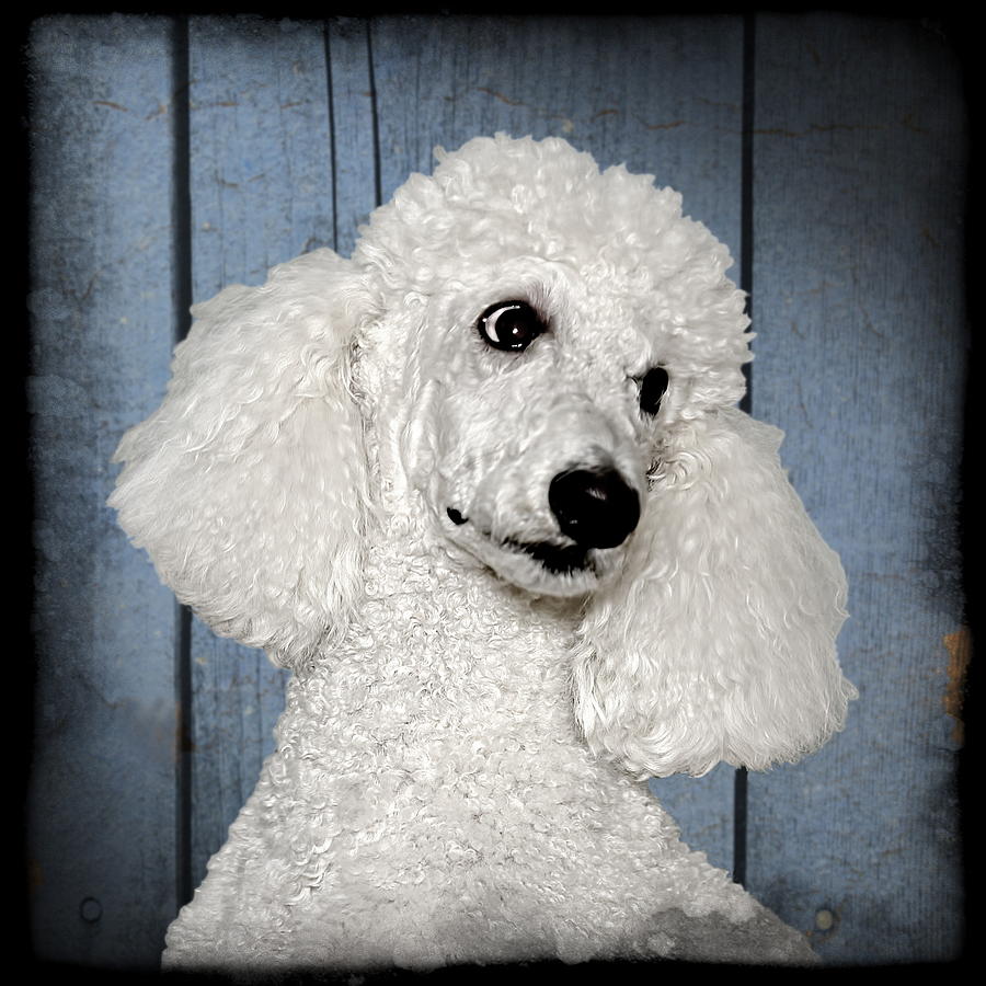 Poodle Photograph - Head of a Standard Poodle by Harold Bonacquist