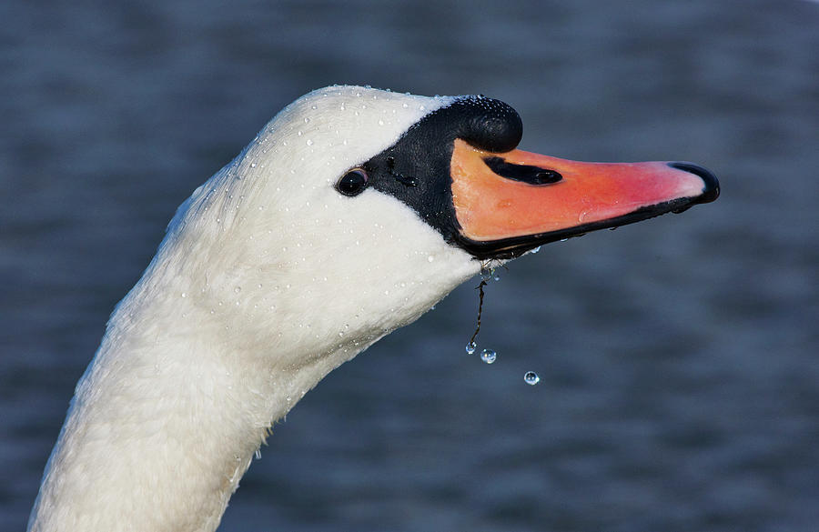 Head Of A Swan  Holy Island Photograph by John Short