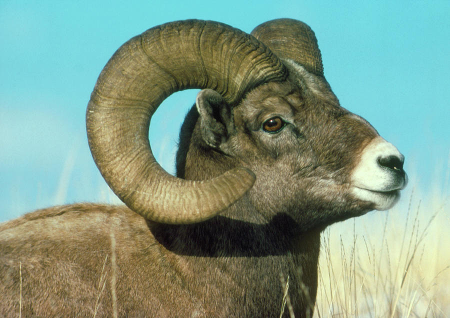 Head Of An American Bighorn Ram Photograph by William Ervin/science Photo Library