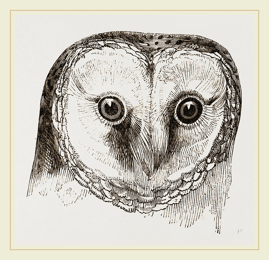 owl head drawing