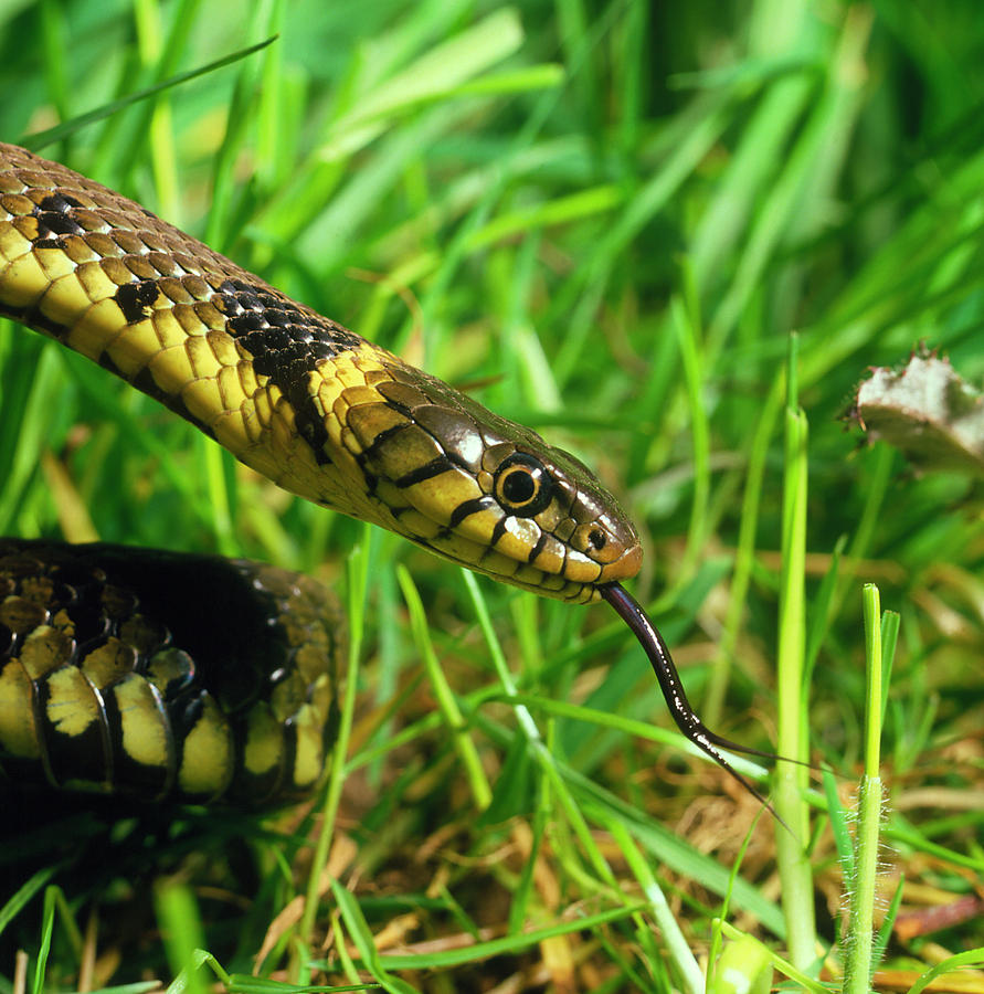 Head Of Common Grass Snake Photograph by Dr Jeremy Burgess/science ...