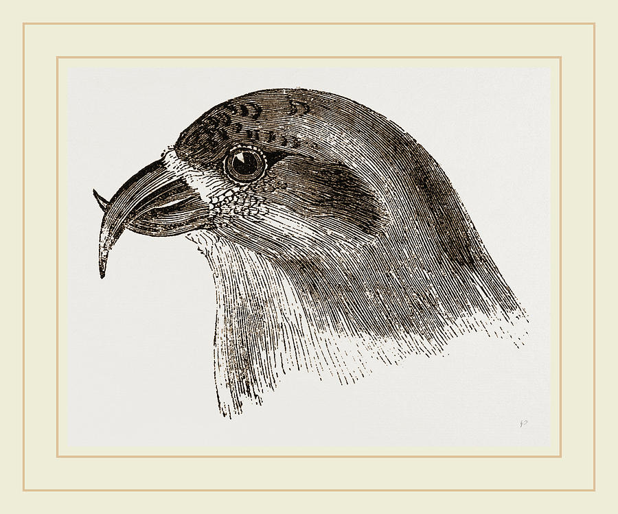 Crossbill Drawing - Head Of Crossbill by Litz Collection