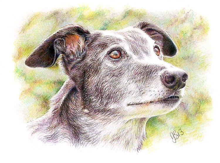 Head of Greyhound Drawing by Anna Shipstone | Fine Art America