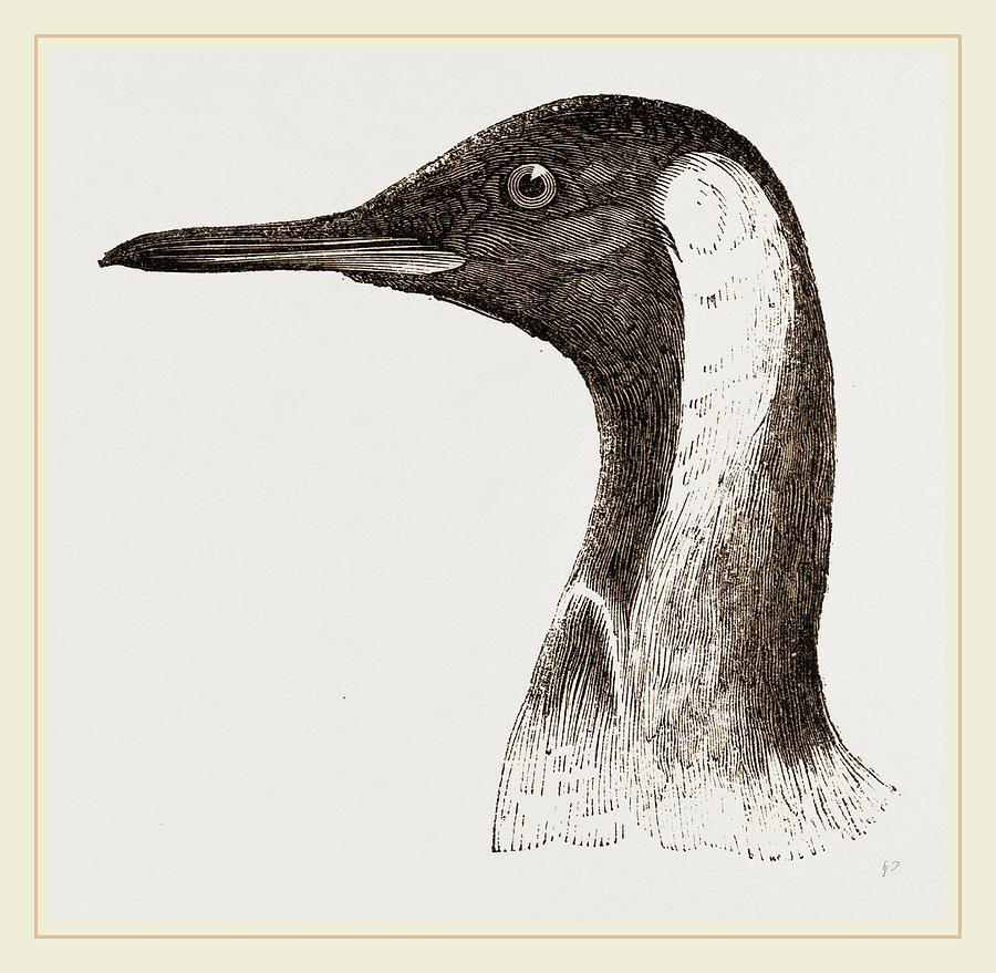 Head Of King Penguin Drawing by Litz Collection | Fine Art America